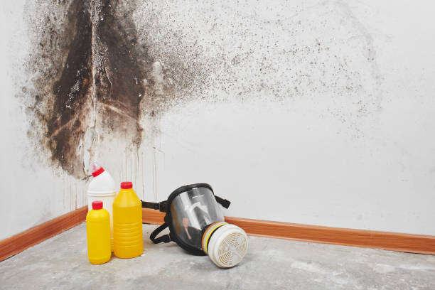 Best Toxic Mold Removal  in Cottonwood, AL