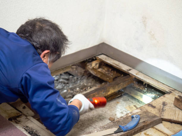 Best Water Damage Restoration  in Cottonwood, AL
