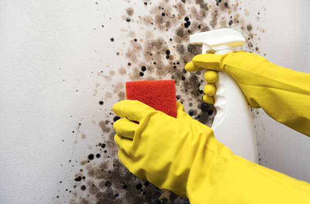 Best Attic Mold Removal  in Cottonwood, AL